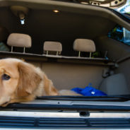 Dogs in hot cars? What to do..