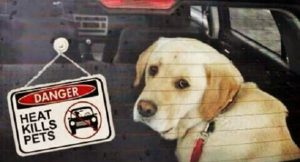 DOGS-Hot-Cars